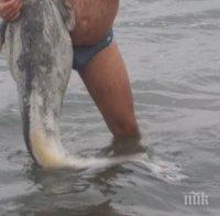 Мъртви сомове изплуваха в езеро край русенско село