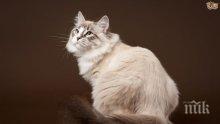 ПОБЕДА: Котка оздравя от коронавирус