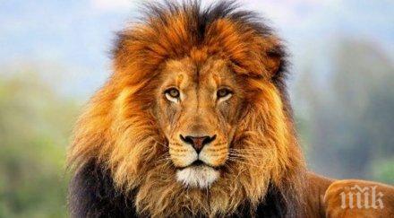 ужас лъвове нападнаха гледачката зоологическа градина