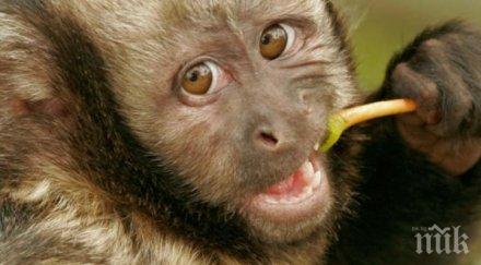 шаш маймуни откраднаха кръвни проби възможни носители covid