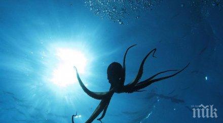 учени заснеха октопод голямата известна дълбочина досега