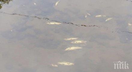 екоинспекцията пазарджик налага санкции замърсяването стара река