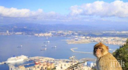 властите гибралтар пазят маймуните коронавирус