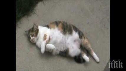 мерник мъж застреля котката съседа кула