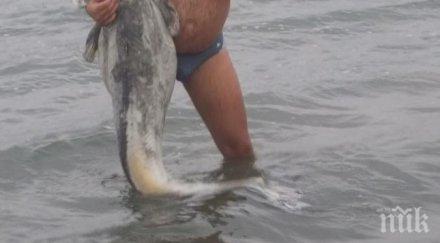 мъртви сомове изплуваха езеро русенско село