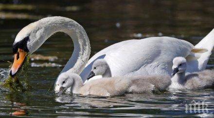 търновската екоинспекция спря ремонта язовир защити гнездящите птици