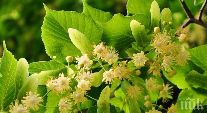 Забраниха брането на липа в Димитровград