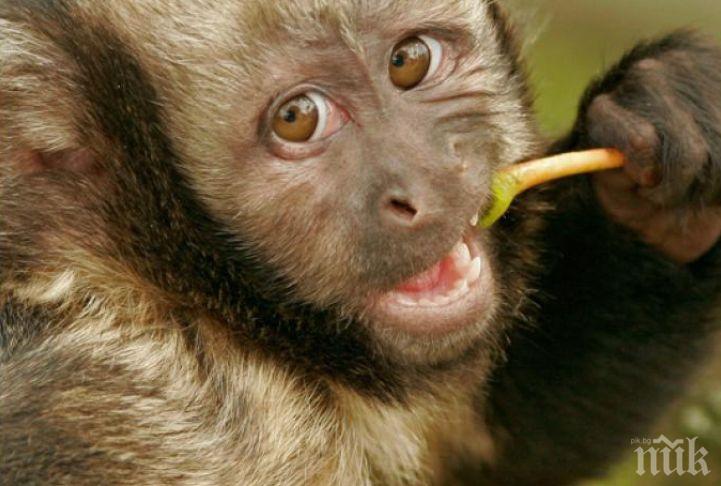 ШАШ! Маймуни откраднаха кръвни проби на възможни носители на COVID-19