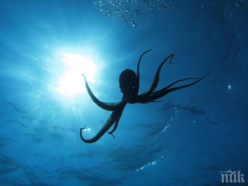 Учени заснеха октопод на най-голямата известна дълбочина досега