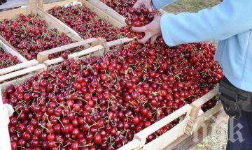 Черешите или черешовият сок са задължителни преди...