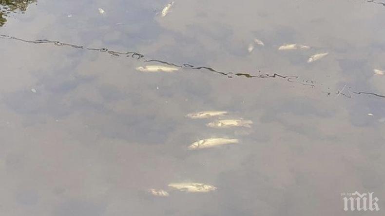 Екоинспекцията в Пазарджик налага санкции за замърсяването на Стара река