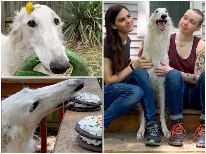 Куче с 31-сантиметров нос стана интернет звезда