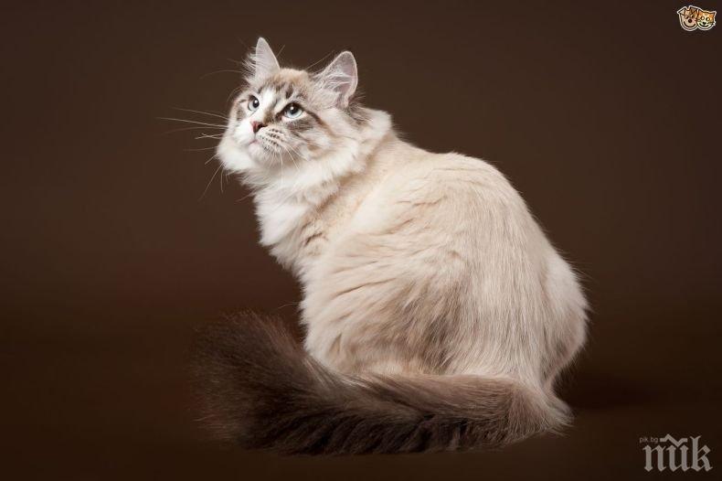 ПОБЕДА: Котка оздравя от коронавирус