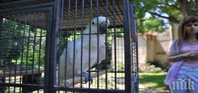 СТРАННА КРАЖБА: Младеж открадна папагал от двор на къща във Варна