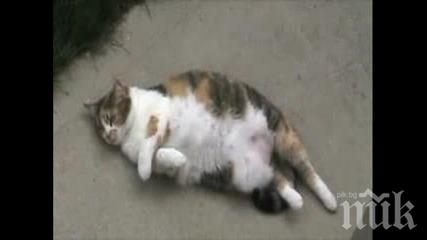 МЕРНИК: Мъж застреля котката на съседа си в Кула