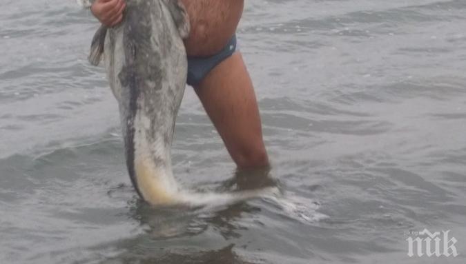 Легендарен рибар от Русе: Сомове гиганти през зимата се хващат само по бракониерски начин