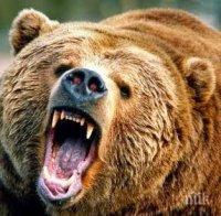 Мечки в Смолянско стряскат шофьорите, играят си в снега (ВИДЕО)