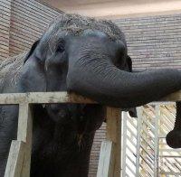 Рожден ден в Софийския зоопарк - слоницата Артайда става на 57 години