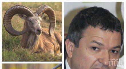 скандал пик пламен бобоков отстрелял защитен овен киргизия милионерът аферата боклука довлякъл камчатка метрова мечка