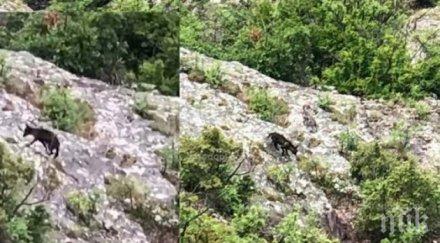 мистерия митичен черен вълк пази тракийско светилище родопите