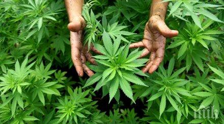 окосиха конопа къщата петричанин