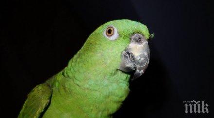 куриоз папагал събуди стопанката време обир