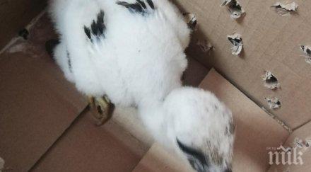 спасиха бебе щъркелче пловдив