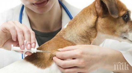 стара загора поставят микрочипове домашните любимци