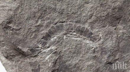 откриха древната известна буболечка видео