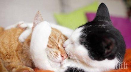 научите научите котката стои сама дома карантината