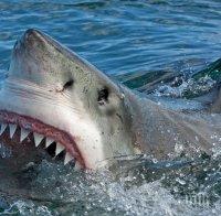 ШОК! Триметрова акула уби 60-годишен сърфист в Австралия