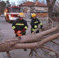 Вятър събори дърво върху оградата на болницата в Димитровград