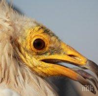 Египетски лешояд се излюпи в провадийска пещера (ВИДЕО)
