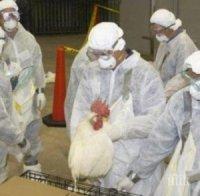 избиват ферма 000 носачки заради птичи грип