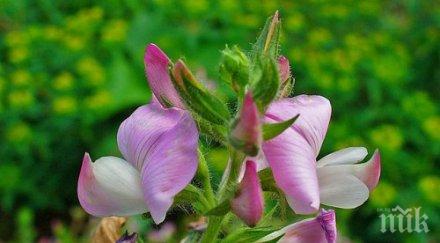 билката влезете форма лятото