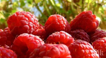 сушата заплашва хиляди декари малини ягоди