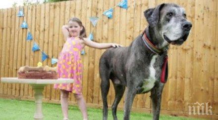 нов рекорд високото куче света отново влезе книгата гинес