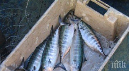 морето царево завря паламуд