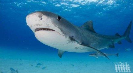 акула сви плавника млад австралиец пощади