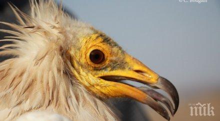 египетски лешояд излюпи провадийска пещера видео