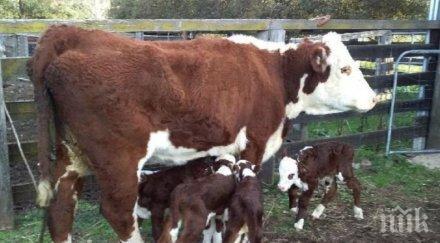 уникално германска крава роди четири теленца