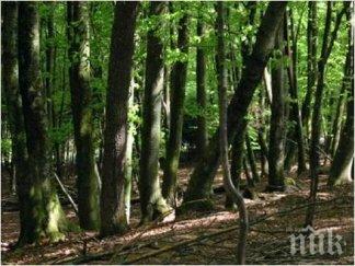 поставиха закрила 1690 декара вековни гори