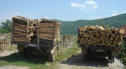 спипаха бракониери дървесина два камиона вършец