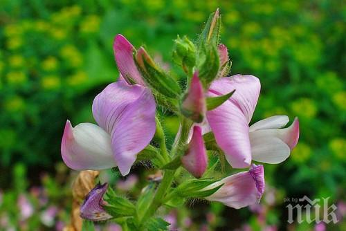 Ето я билката, за да влезете във форма за лятото 
