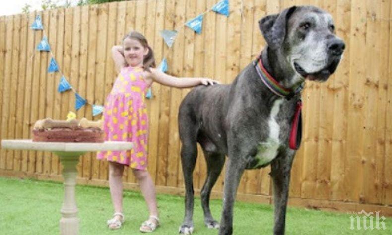 Нов рекорд: Най-високото куче в света отново влезе в книгата на Гинес. Ето с какво