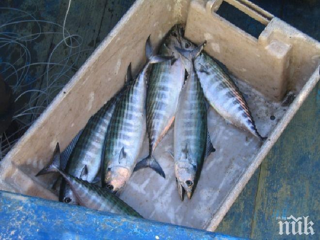 Рибари от се жалват от слабия улов на паламуд В