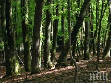Поставиха под закрила 1690 декара вековни гори