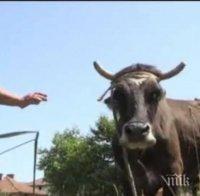 Прочутата крава Пенка остава без дом