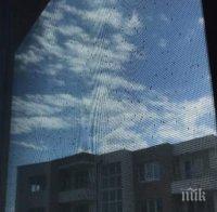 Рояци мушички подлудиха Бургас, няма спасение трета седмица