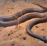 Уловиха змия в детска градина в Кърджали